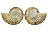 Cut & Polished Ammonite Fossil - Madagascar #364788-1
